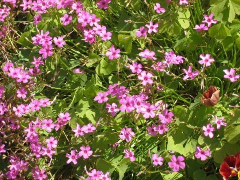 Općenite slike Općenite slike